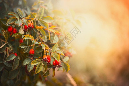 狗玫瑰与红色水果浆果日落花园公园美丽的秋天自然背景背景图片