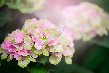 粉红色绿色绣球花盛开,户外花卉自然背景,特写背景图片