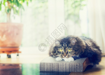 可爱的家猫躺着,看着带窗户的客厅背景的相机背景图片