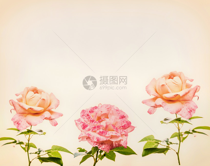 粉红色玫瑰,浪漫的贺卡图片