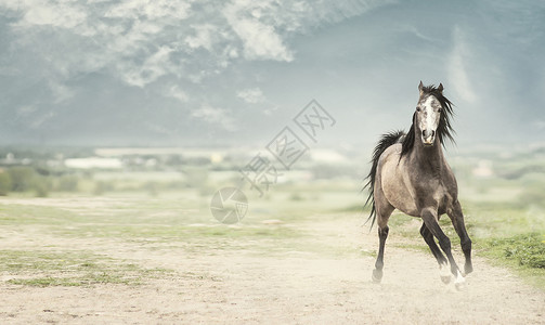 轻的种马自然背景下向前奔跑,横幅背景图片