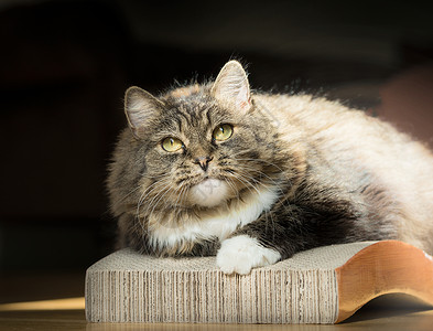 厚绒毛猫纸板猫抓挠背景图片