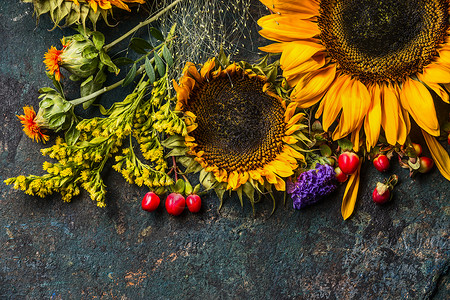花卉秋季装饰与鲜花向日葵图片
