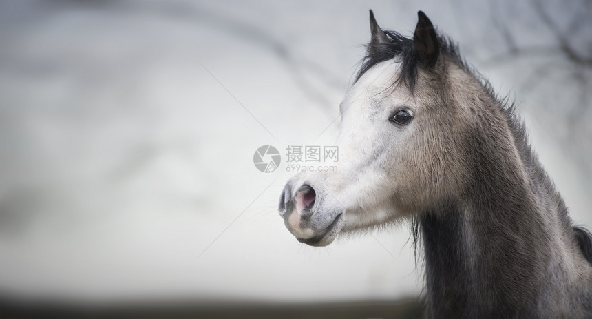 户外自然背景下,上白色口的阿拉伯马头的肖像图片