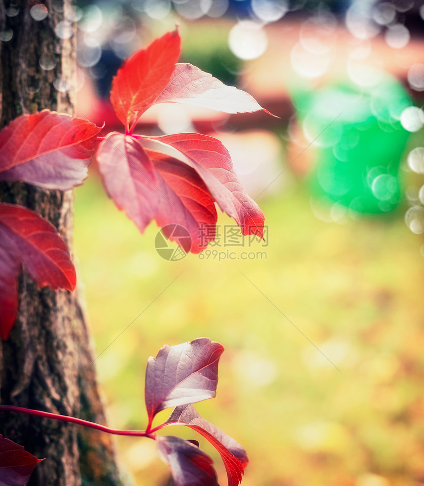 美丽的红秋葡萄叶图片