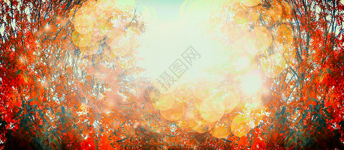 美丽的秋日红色的落叶阳光图片