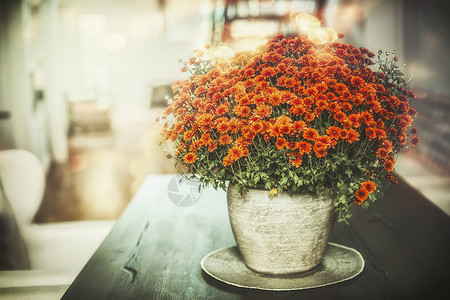 秋季家庭花卉装饰花瓶桌子上客厅图片