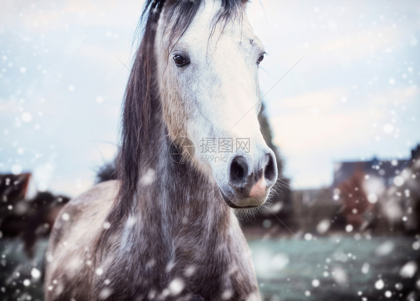 灰色的马在冬天的自然背景下图片