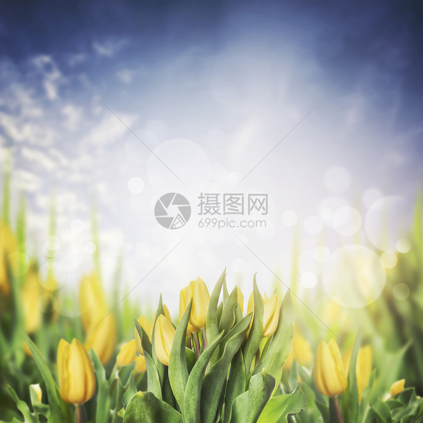 黄色郁金香花坛花园公园的天空背景图片