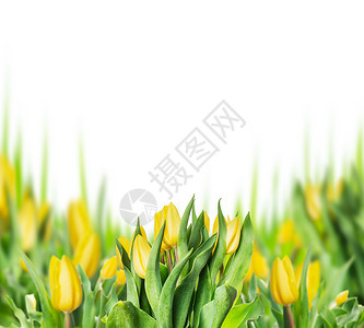 白色背景上黄色郁金香盛开的植物图片