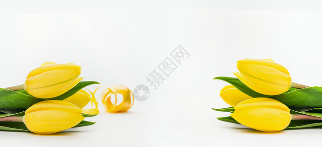 黄色郁金香个轻的背景,横幅图片