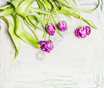 漂亮的郁金香,白色木制背景上的花,顶部的景色,边框背景图片