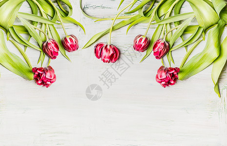 红色花边框新鲜粉红色郁金香,花边框白色木制背景,顶部视图背景
