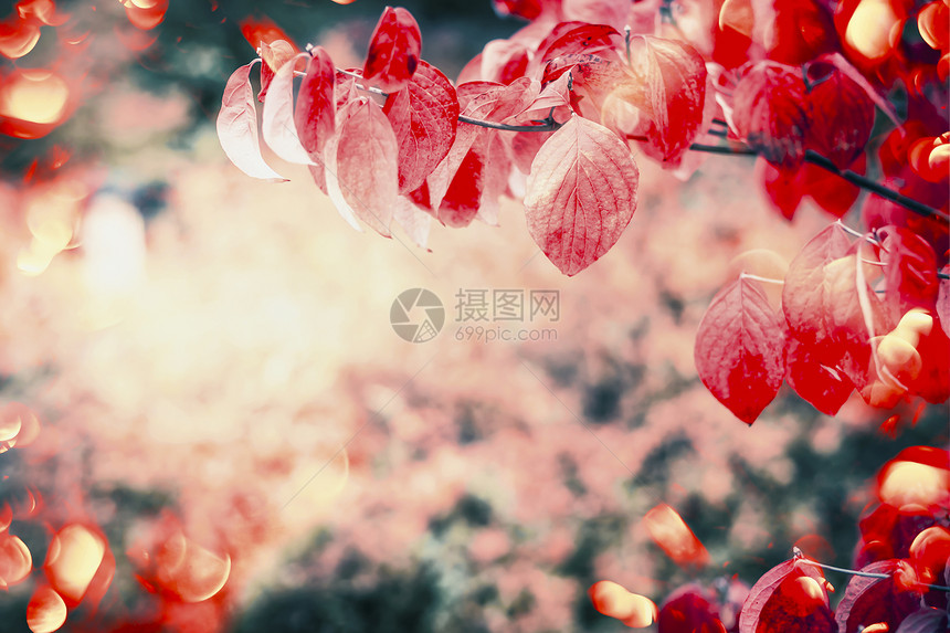 红叶花园公园与阳光波克,户外秋季自然背景图片