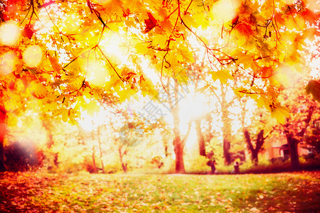 美丽的阳光秋公园背景,金色的叶子,阳光波克图片