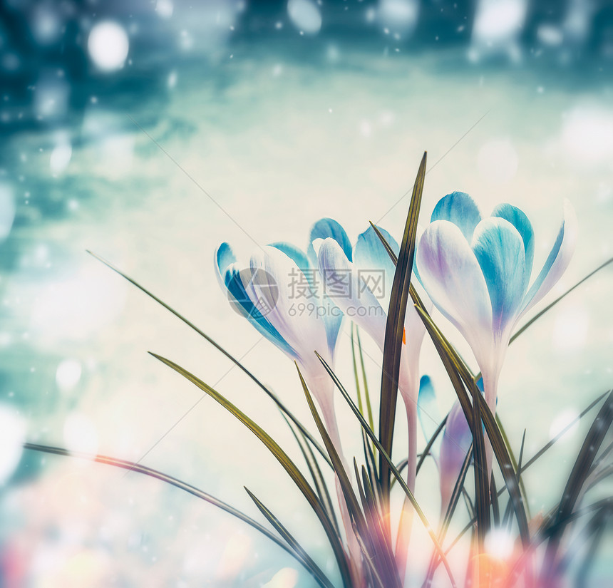 美丽的番红花蓝雪背景与阳光波基,春天的自然花卉的图片