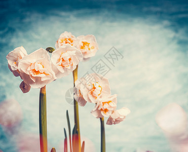 美丽的水仙花Bokeh天空背景,春天的自然花卉的图片
