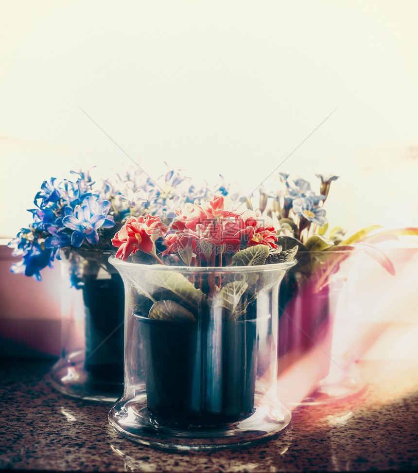 家里窗台上花盆里五颜六色的花图片