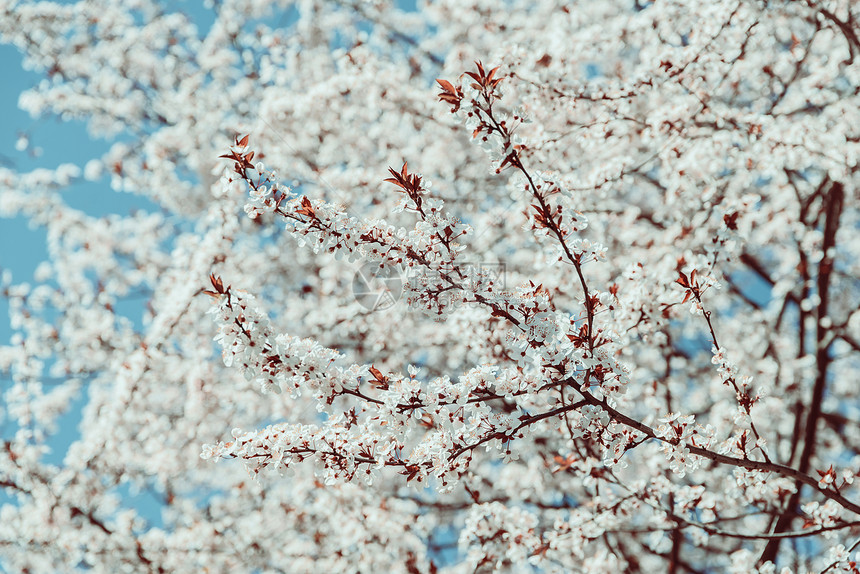 白色苹果树花春开花图片