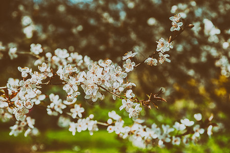 白色苹果树花春开花图片