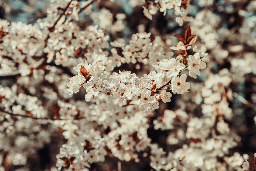 白色苹果树花春开花图片