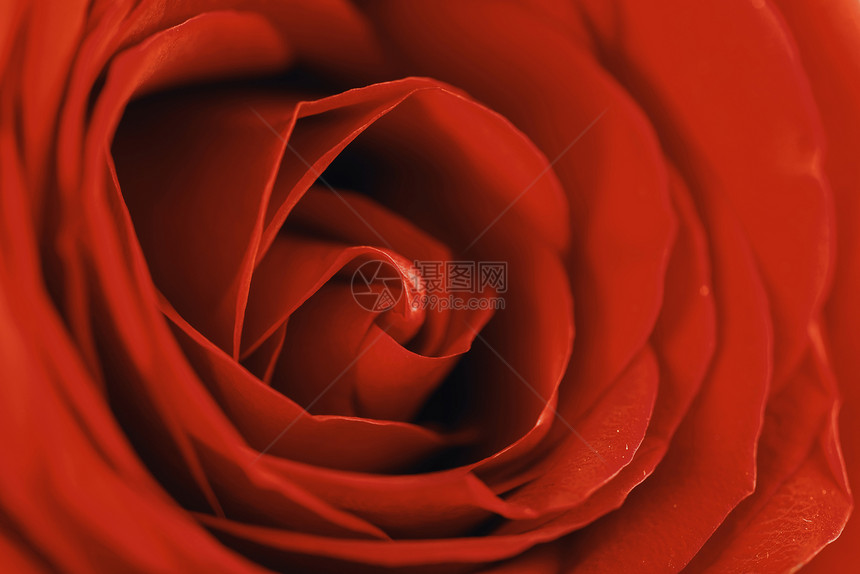浪漫的红玫瑰抽象中图片