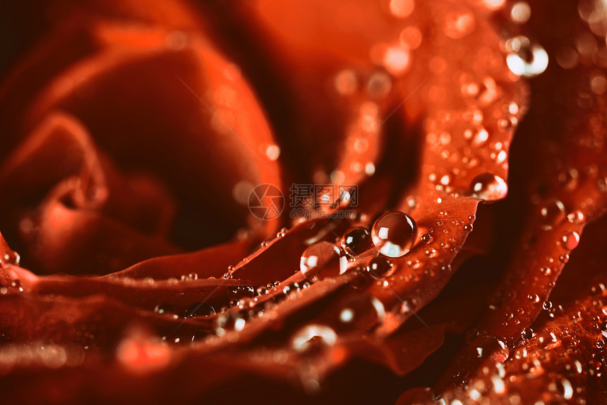 红色玫瑰抽象与水滴图片