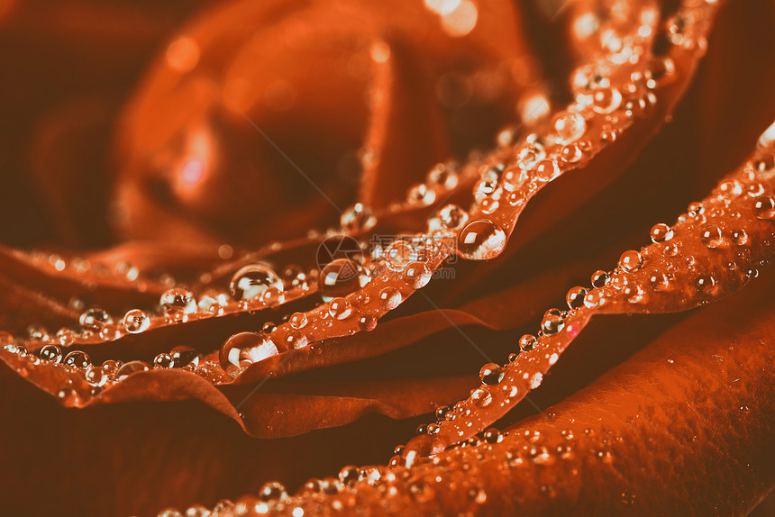 红色玫瑰抽象与水滴图片