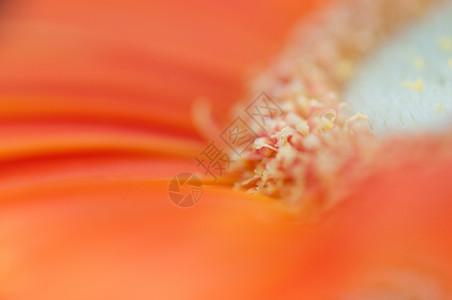 橙色非洲菊的图片