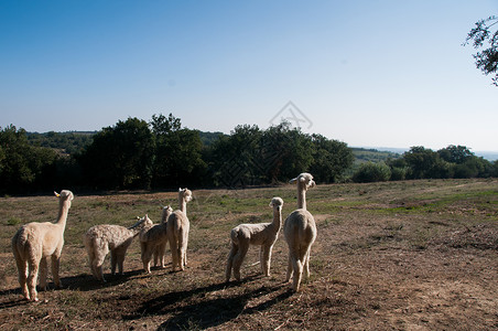 群羊驼背景图片