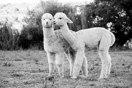 可爱小羊驼两个轻的羊驼朋友背景