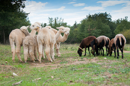 羊驼喀麦隆绵羊吃草背景图片