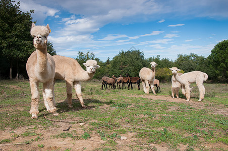 羊驼喀麦隆绵羊吃草背景图片