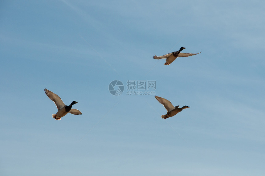 三只会飞的野鸭图片
