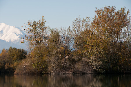 棵树上的白鹭峡谷山的背景下高清图片