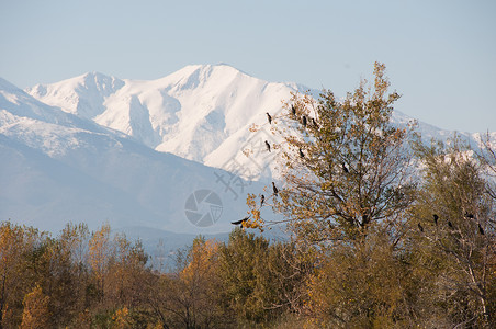 棵树上的白鹭峡谷山的背景下图片