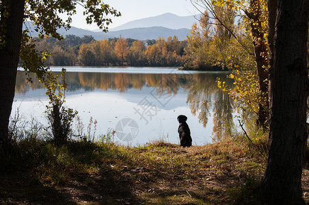 黑色拉布拉多个湖旁等待,湖中充满了美丽的秋色图片