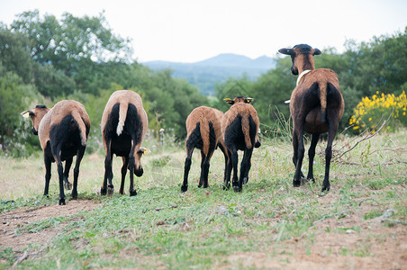 群喀麦隆绵羊高清图片