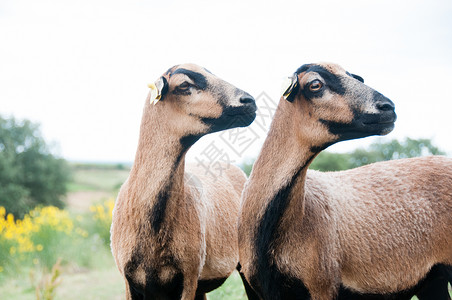 喀麦隆绵羊头发奥杜邦高清图片