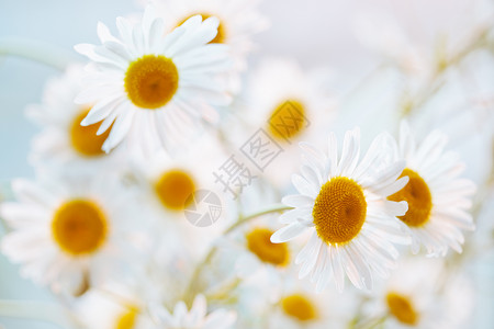 菊花明亮的白色图片