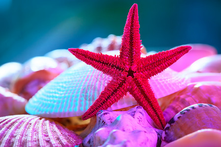 贝壳海星存图片