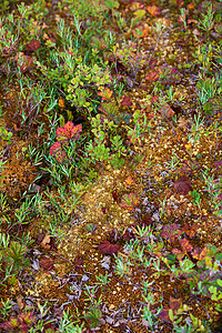 芬兰沼泽上的苔藓地衣图片