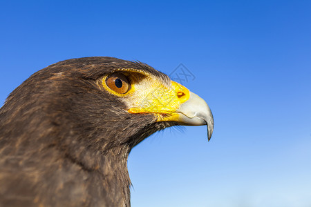 鹰头剪贴画哈里斯霍克,帕布托unicinctus,蓝天的侧捕食鸟原产于美国西南部,南至智利阿根廷中部背景