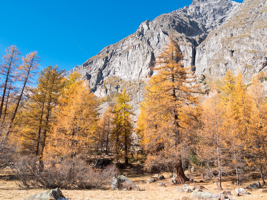秋天的落叶松森林勃朗峰,古梅尔,瓦尔DRsquo奥斯塔,意大利,欧洲图片