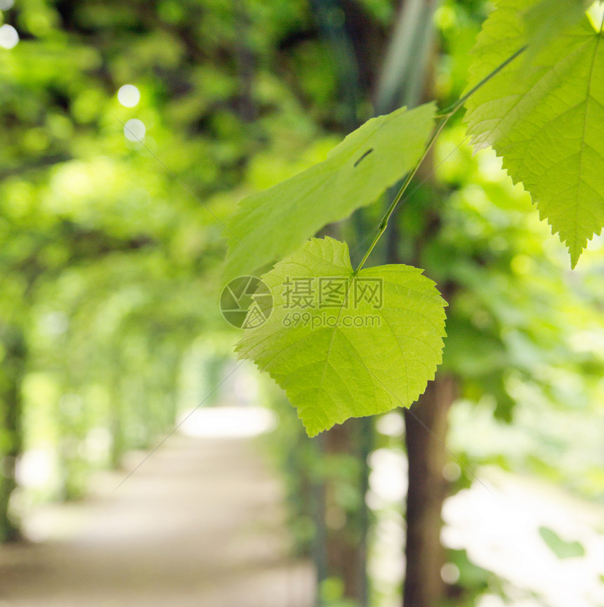 清新的花园里绿色的夏叶图片