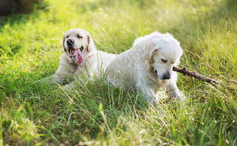 两只狗绿色的草地上玩耍图片