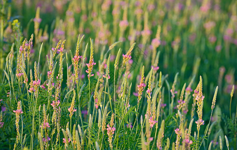 粉红色嚏根草开花的桑芬,田间背景