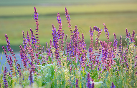 施拉滕弗勒田野上紫色的夏花背景