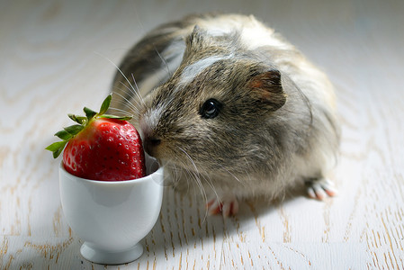 吃草莓的豚鼠图片