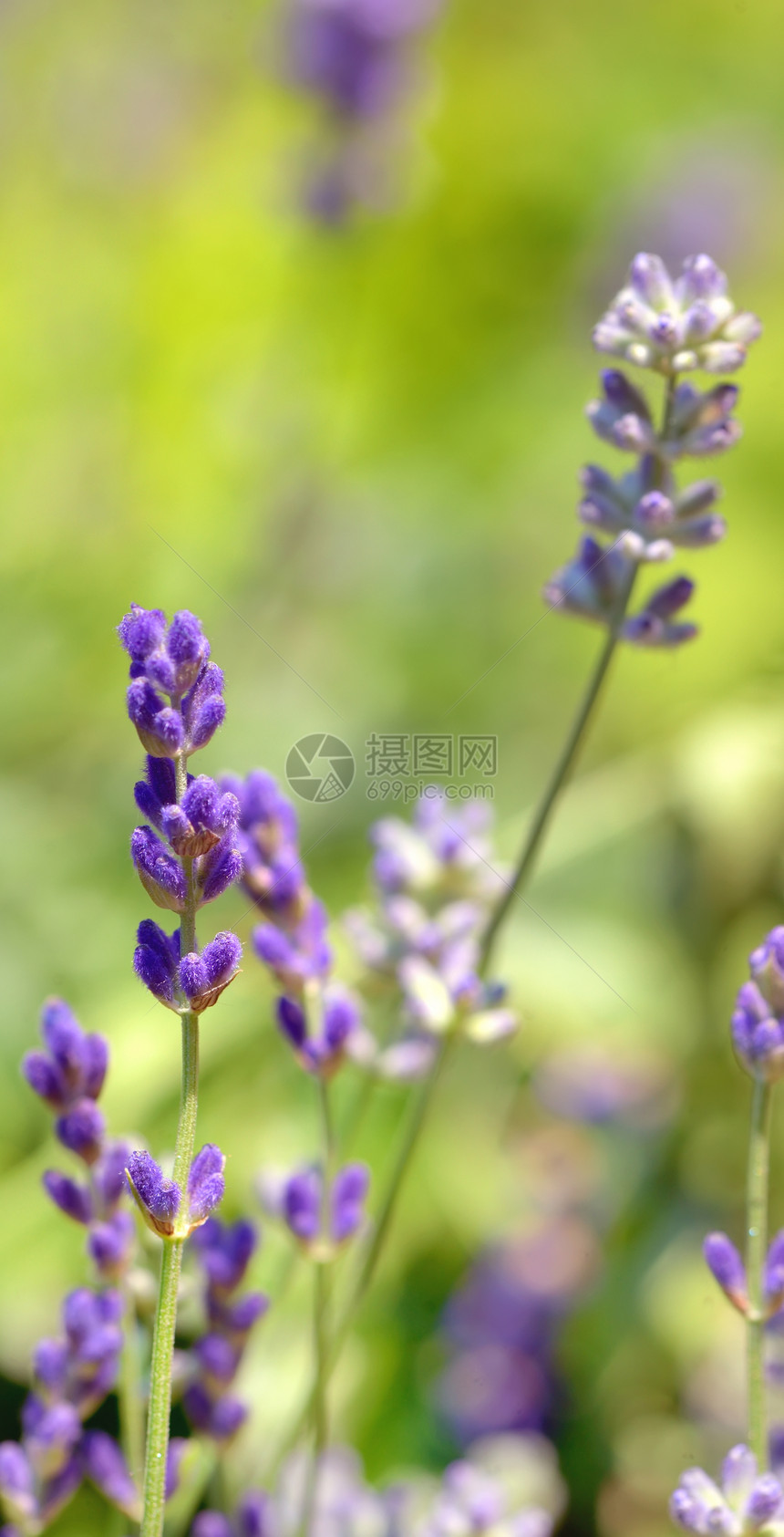 夏季薰衣草花田特写图片